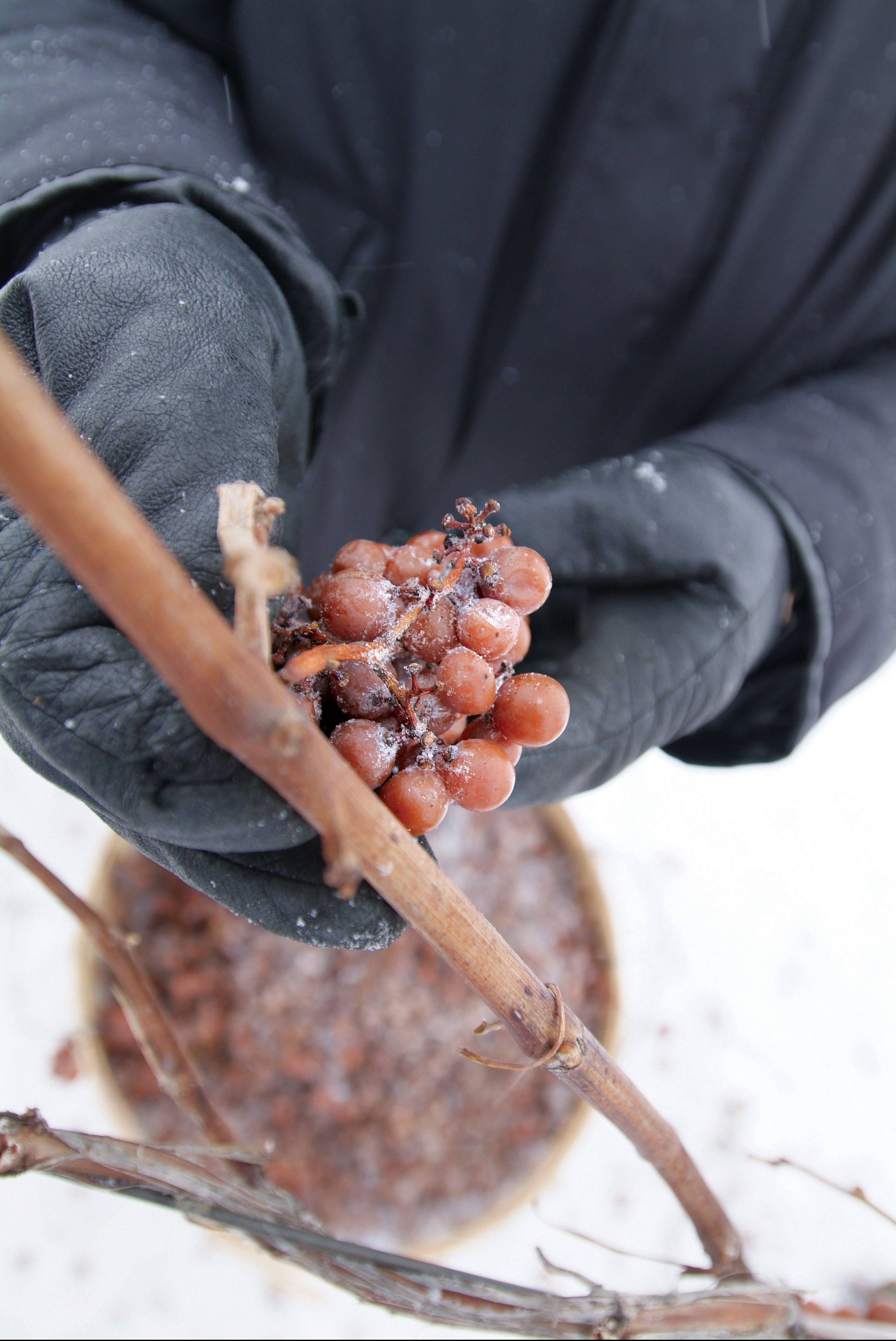 Picking frozen grapes for Icewine