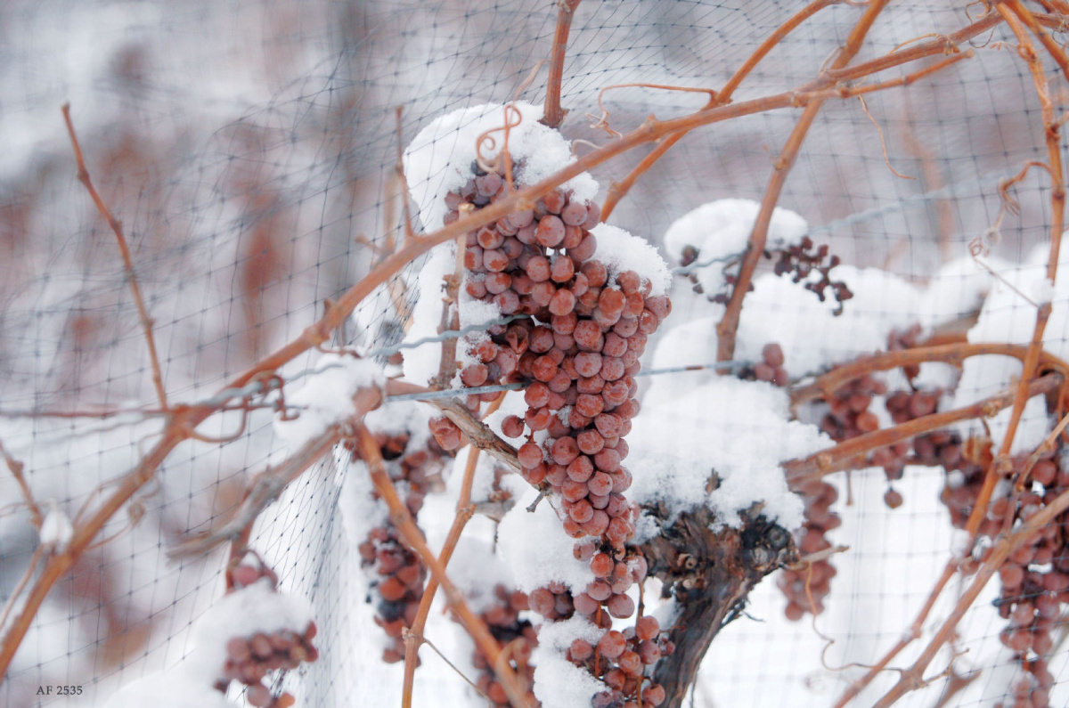 Icewine grapes in vineyard